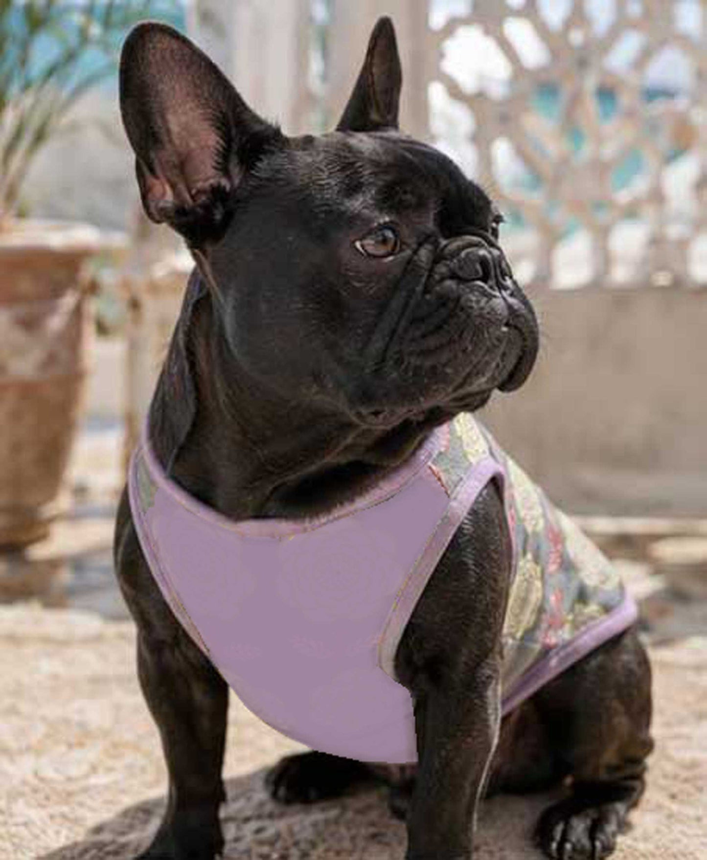 OHANA Tops◇RIO STYLE◇-dog resort wear-